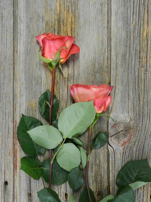 SUNSET ORANGE GARDEN ROSE